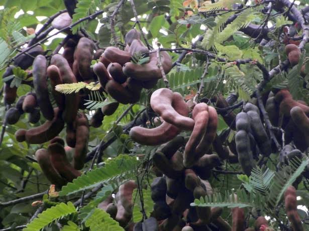 Khorasani Tamarind receives GI tag