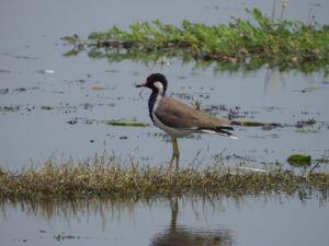 Jai Prakash Narayan Bird Sanctuary India 100th Ramsar site