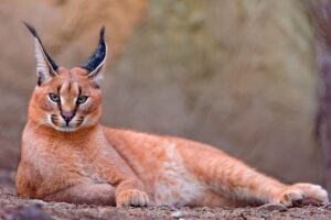 Rare Wild Cat Caracal