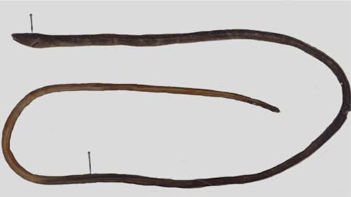 New snake eel species Bascanichthys chepacaquiensis