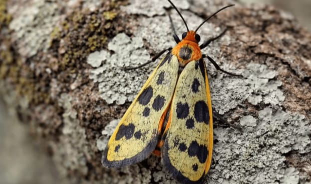 Discovery of a new Forester moth species Mimeusemia kali