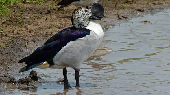 African Comb Duck