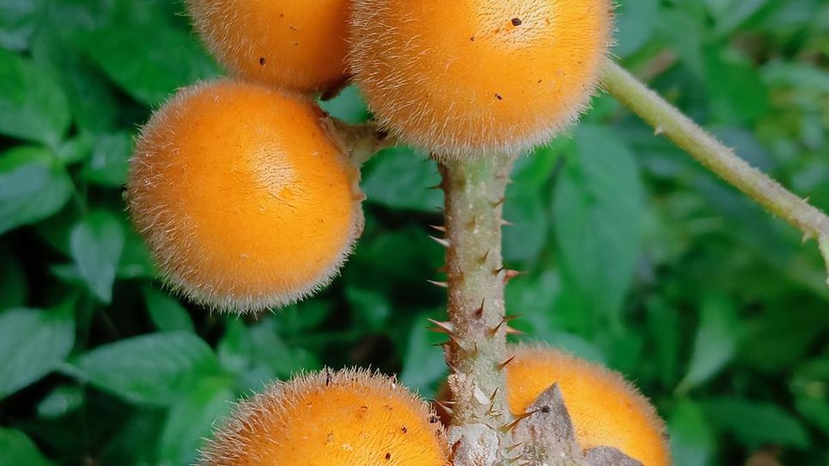 new species of wild eggplant Solanum pandeyi