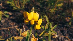 New species of flowering plant named Crotalaria phulei