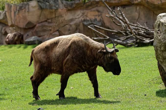 Mishmi Takin

