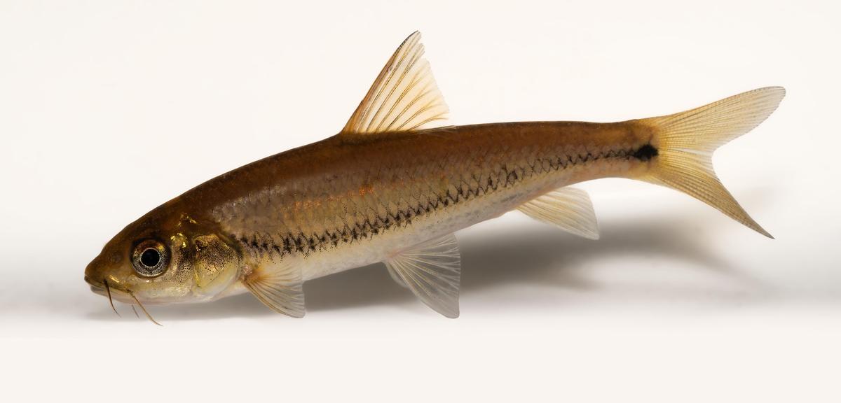 Eechathalakenda incognita