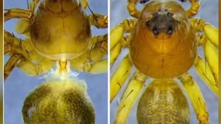 Discovery of Hamataliwa mawlyngot lynx spider