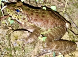 New species of frog called Amolops lotus discovered
