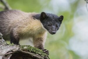 Yellow-Throated Marten in Kaziranga
