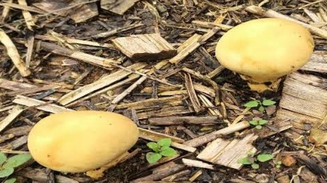 Yellow Puffball Mushroom
