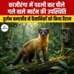 काजीरंगा में पहली बार पीले गले वाले मार्टन की उपस्थिति (Yellow Throated Marten in Kaziranga)