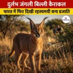 दुर्लभ जंगली बिल्ली कैराकल (Rare Wild Cat Caracal)