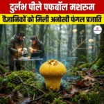 दुर्लभ पीले पफबॉल मशरूम (Yellow Puffball Mushroom)