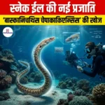 स्नेक ईल की नई प्रजाति बास्कानिचथिस चेपाकाकिएन्सिस (New snake eel species Bascanichthys chepacaquiensis)