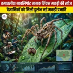 Hamataliwa Mawlyngot नामक लिंक्स मकड़ी की खोज