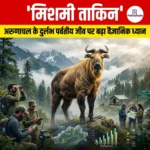 दुर्लभ मिशमी ताकिन