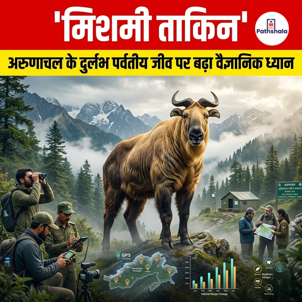Mishmi Takin