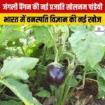 जंगली बैंगन की नई प्रजाति सोलनम पांडेयी