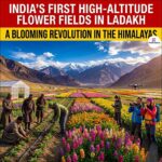 India First High-Altitude Flower Fields in Ladakh  