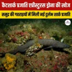 कैटशार्क प्रजाति एप्रीस्टुरस ड्रोना की खोज