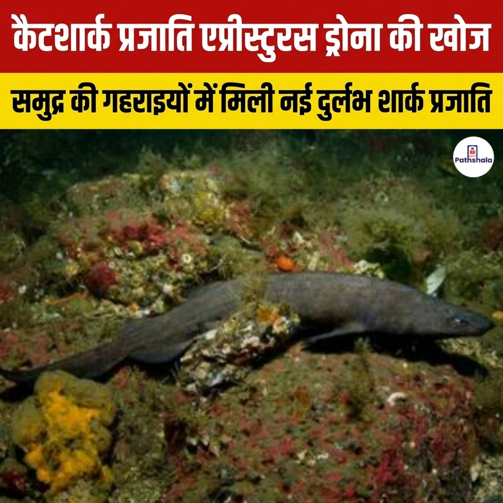 Discovery of the catshark species Apristurus dronae