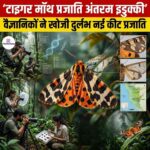 टाइगर मॉथ प्रजाति अंतरम इडुक्की