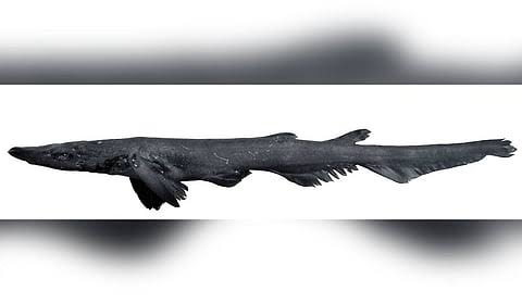 Discovery of the catshark species Apristurus dronae