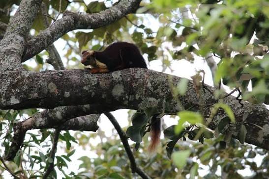 Indian Giant Flying Squirrel