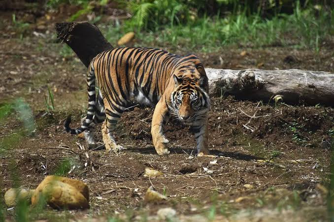 Satkosia Tiger Reserve
