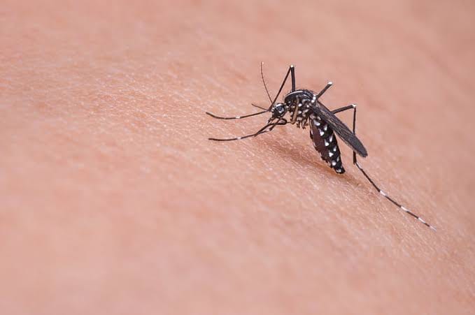 QDENGA Vaccine
