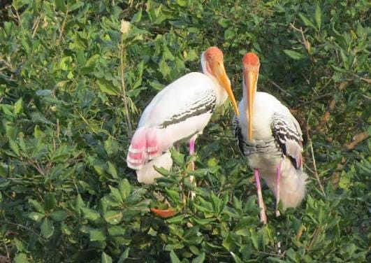 AI Powered Bird Sanctuary
