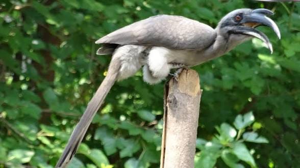 Grey Hornbill