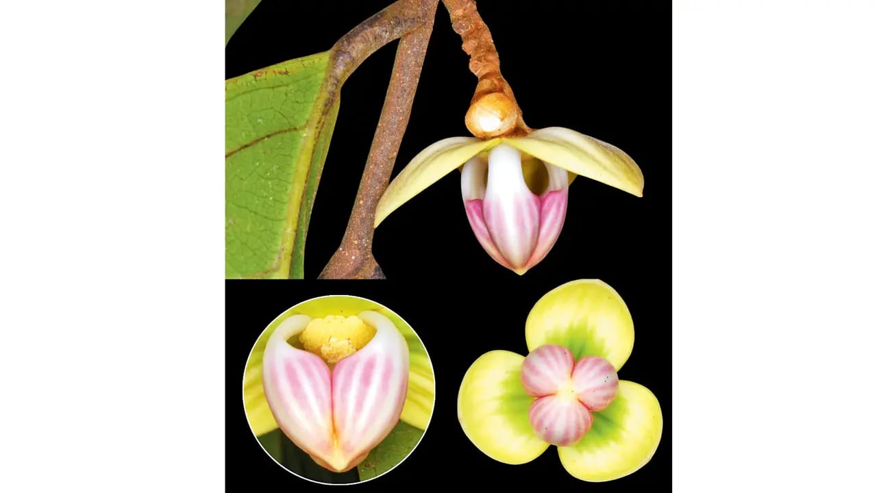 Mitrephora Rashmiae