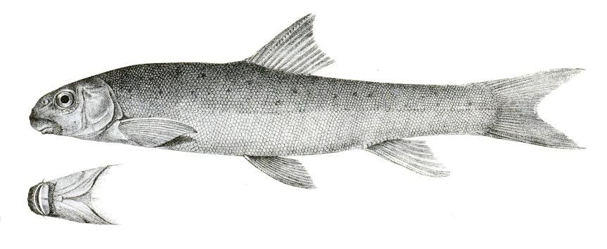 Ray-Finned Fish Conservation