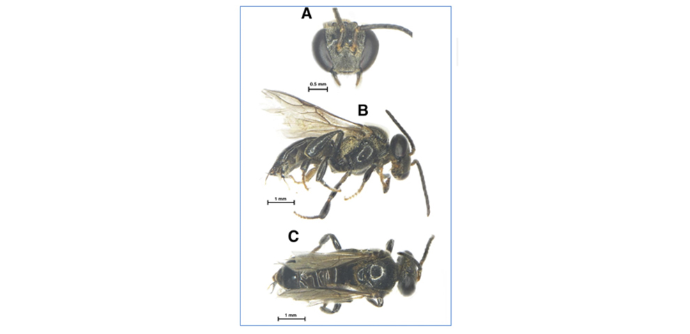 Tetragonula yikhumensis