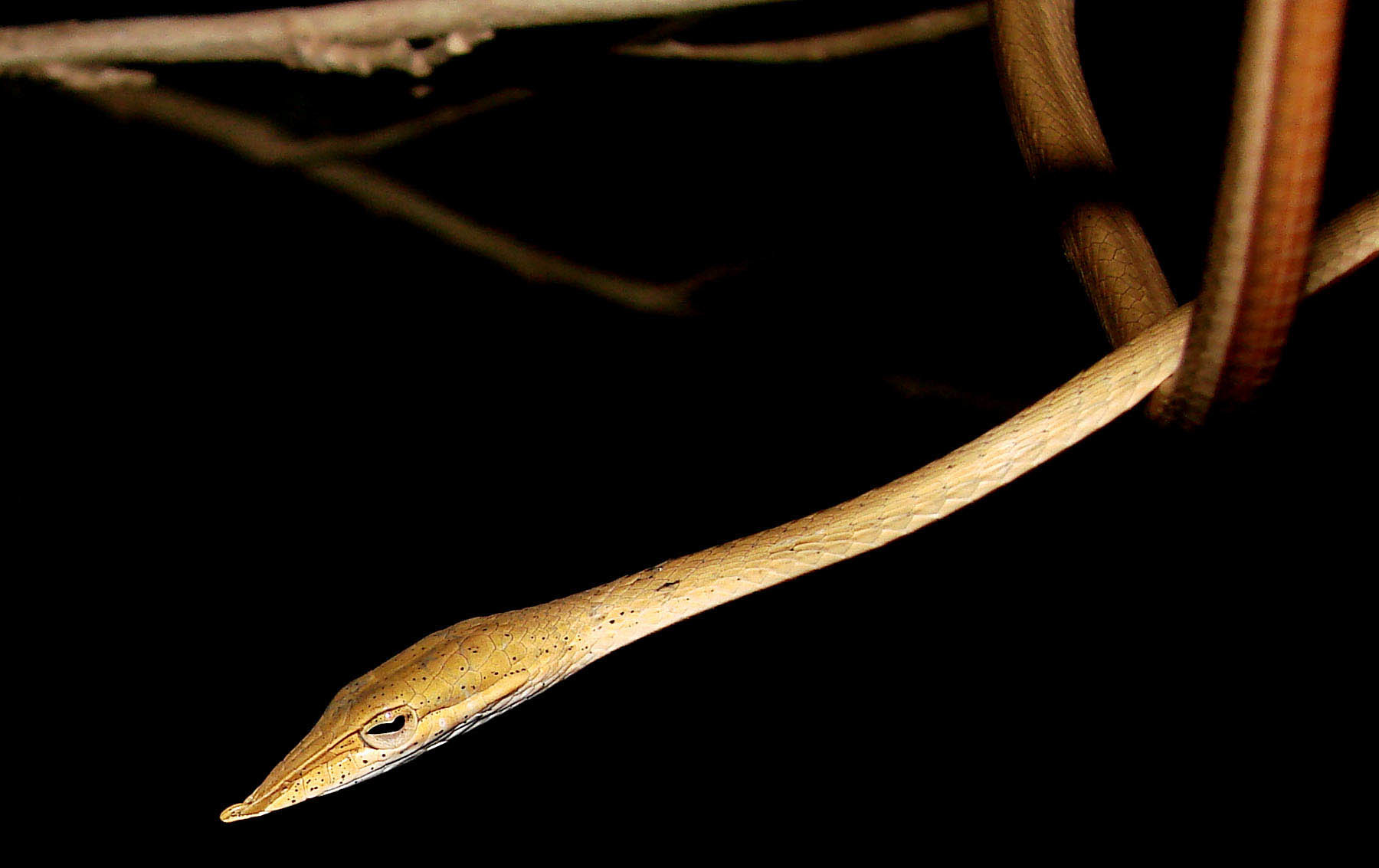 Loudankia Vine Snake