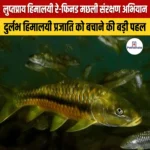 लुप्तप्राय हिमालयी रे-फिनड मछली संरक्षण अभियान