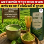 असम में व्यावसायिक रूप से हुआ माचा चाय का उत्पादन