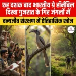 छह दशक बाद भारतीय ग्रे हॉर्नबिल दिखा गुजरात के गिर जंगलों में