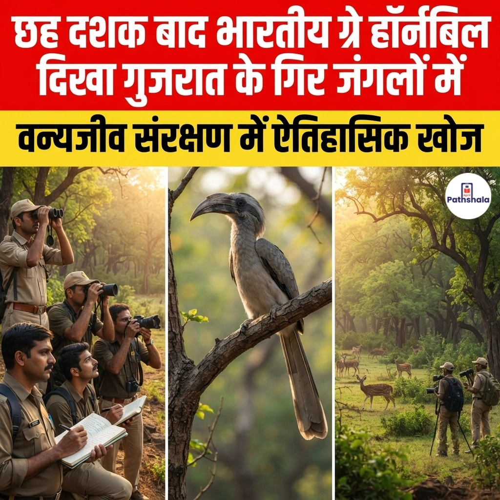 Grey Hornbill