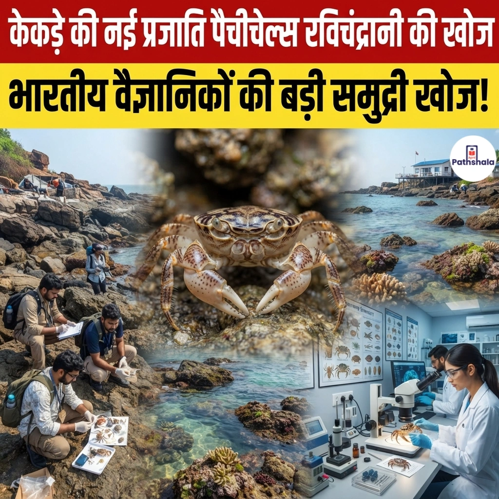Pachycheles ravichandrani