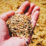 Concerns Over Draft National Food Security (Amendment) Bill 2026