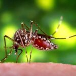 Takeda QDENGA Vaccine Becomes India’s First Approved Dengue Vaccine 