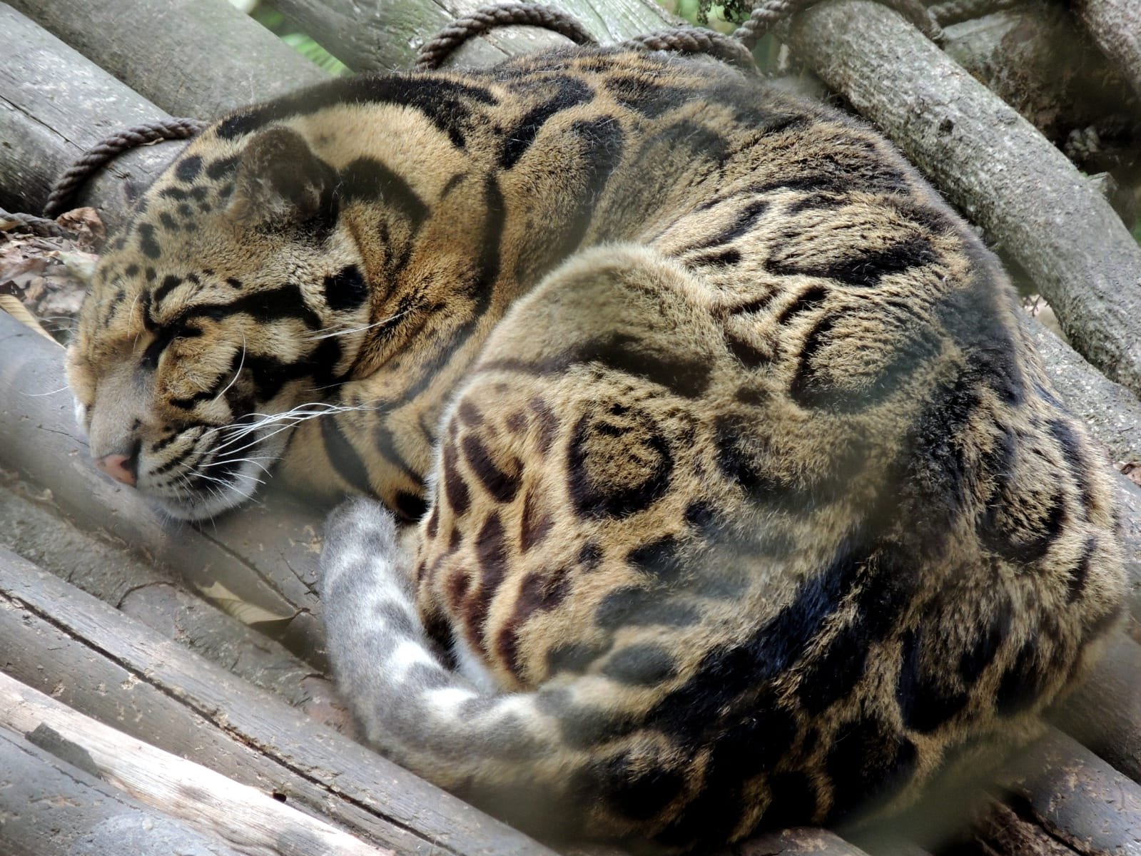 Clouded Leopard Conservation Action Plan