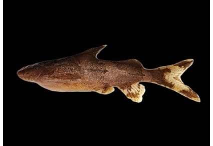Pseudolaguvia khairii