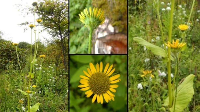 Doronicum sanctum