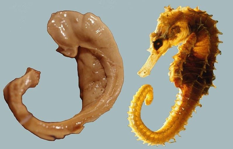 Hippocampus Amandavincente