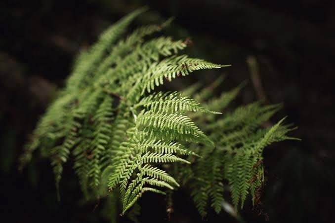 Pteris madhusoodananii