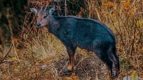Himalayan Serow
