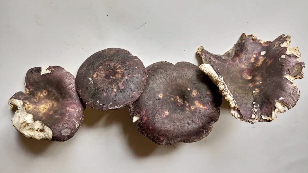 Russula griseopurpurata